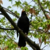 Amsel