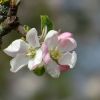 Apfelblüten