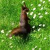 Eichhörnchen