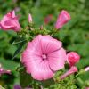 Hibiskus