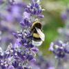 Hummel
