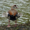 Nilgans