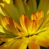 Blüte