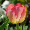 Tulpe