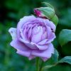 Blaue Rose