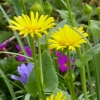 Frühlingsblumen