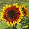 Sonnenblume