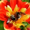 Zwei Hummeln - zwei Bienen
