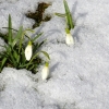 Schneeglöckchen