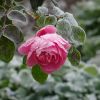 Rose gefroren