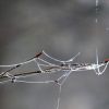 Gefrorene Spinnweben