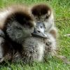 Nilgänslein