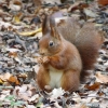 Eichhörnchen