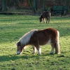 Shetlandpony