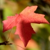 Herbstblatt