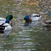 Enten