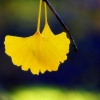 Ginkgo