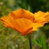 Kalifornischer Mohn
