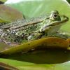 Frosch