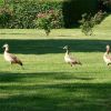 Nilgänse