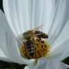 Bienen