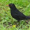Amsel mit Regenwurm
