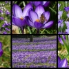 Krokusse