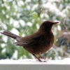 Amsel w.