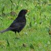 Amsel
