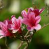 Azaleenblüten