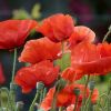 Mohn
