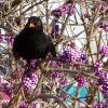 Amsel im Liebesperlenstrauch