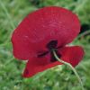 Mohn