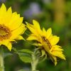 Sonnenblumen und Hummel