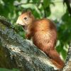 Eichhörnchen