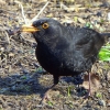 Amsel
