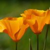 Kalifornischer Mohn