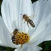 Bienen in der Blüte