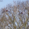 Nilgänse im Flug