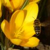 Krokus und Biene im Flug