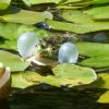 Frosch