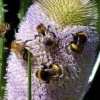 Hummeln und eine Biene