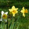 Narzissen