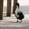 Ente auf einer Brücke
