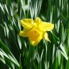 Narzisse