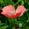 Mohnblüte