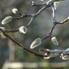 Knospen vom Magnoliumbaum