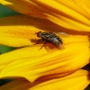 Fliege auf Sonnenblume