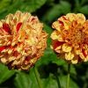 Dahlien