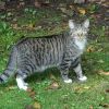 Katze